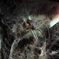 "Кто нынче муха?". :: Журавлев Владимир 