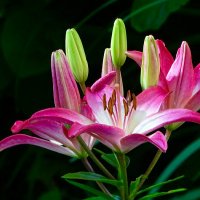 Городские цветы. :: Милешкин Владимир Алексеевич Городские цветы. :: Милешкин Владимир Алексеевич