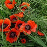 Красные маки :: Лидия Бусурина Красные маки :: Лидия Бусурина