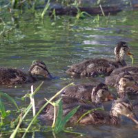 Вечерний променад :: Любовь Сахарова