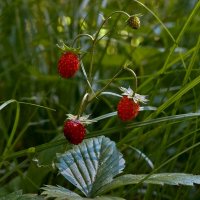 *** :: Владимир 