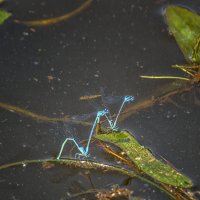 Зигзаги природы :: Сергей Цветков Зигзаги природы :: Сергей Цветков