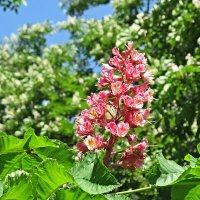 Каштан :: PRP Каштан :: PRP