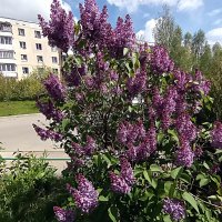 Сирень. :: Владимир Драгунский