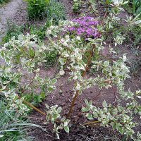 Цвет. :: Владимир Драгунский