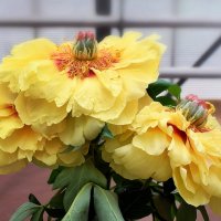 Сорт "Бартзелла" :: Татьяна Помогалова Сорт "Бартзелла" :: Татьяна Помогалова