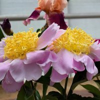 Сорт "Кукени Джиши" :: Татьяна Помогалова Сорт "Кукени Джиши" :: Татьяна Помогалова