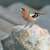 зяблик шустрый :: Andrey Bragin 