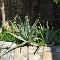 Алоэ :: Oleg4618 Шутченко