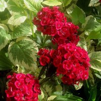 Гвоздики украсили город :: Елена Семигина