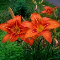 Ли... :: Елена Семигина Ли... :: Елена Семигина