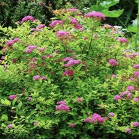 Спирея :: Рита Симонова Спирея :: Рита Симонова