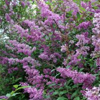 Заполярное время сирени :: Ольга Заполярное время сирени :: Ольга