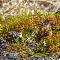 Мох. :: Алексей Трухин