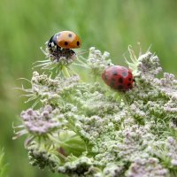 ** :: Зоя Мишина ** :: Зоя Мишина