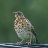 Дрозд рябинник :: Анатолий Угрюмов