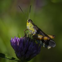Кузнечик :: Вадим Басов Кузнечик :: Вадим Басов