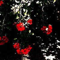 Летние этюды 53 :: Алексей Кузнецов