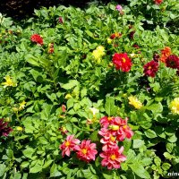 Лето в ростовском зоопарке :: Нина Бутко