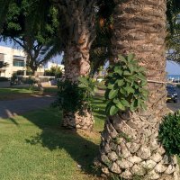 Фикус на стволе пальме :: Светлана Хращевская Фикус на стволе пальме :: Светлана Хращевская