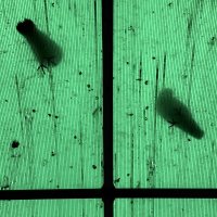 Горптиц.нск :: Екатерина Маринина