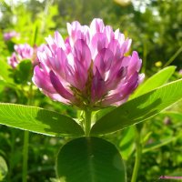 Наше клеверное лето.... :: Андрей Заломленков