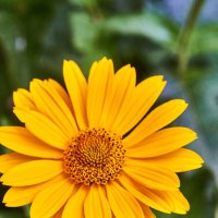 Календула :: Александр Леонов