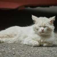 кОТОФЕЙ ПРИДРЕМАЛ :: Александр Леонов