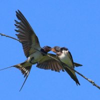 Ласточки 2 :: Владилен Панченко