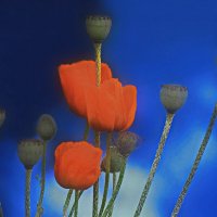 На фоне бочки... :: Владимир Шошин На фоне бочки... :: Владимир Шошин