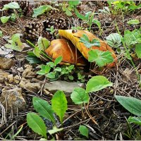 Июль... :: Aquarius - Сергей