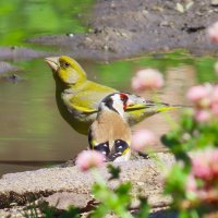 На водопое .Зеленушка и щегол :: Ольга Митрофанова