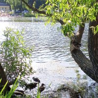 Утки :: Сапсан 