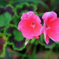 Пеларгония :: Светлана 