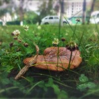 Городские грибы :: AZ east3 Городские грибы :: AZ east3