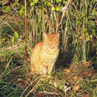 Золотой  котик :: Вера ВЕСНА см. Фотогруппа  ВЕСНА Личный Блог