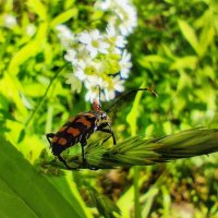 Жук лептура четырехполосая :: Алексей Архипов