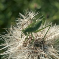 Крупный зелёный кузнечик. :: Вадим Басов