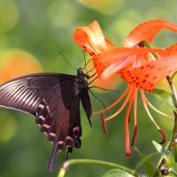 На лилиии :: Евгений Слободской
