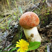 Июль...Грибной первенец сезона! :: Владимир 