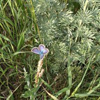 Голубянка :: Любовь Сахарова