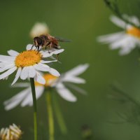 Что может быть слаще нектара? :: Магомед .