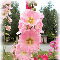 Мальва :: Alisia La DEMA