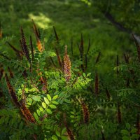 Кустарник :: Анатолий Чикчирный