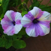 Нежные красавицы :: Людмила Смородинская