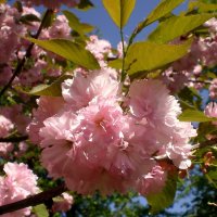 Сакура :: Роман Савоцкий