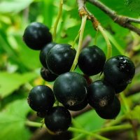 Поспела :: Валентина Богатко 