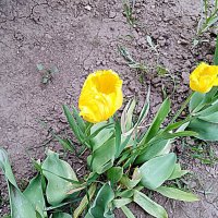 Цветы. :: Владимир Драгунский Цветы. :: Владимир Драгунский