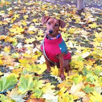 Осеннее настроение :: Наталья Осеннее настроение :: Наталья