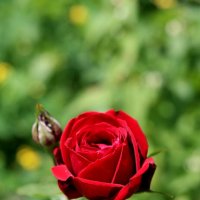 Бутон :: Александр Кондаков